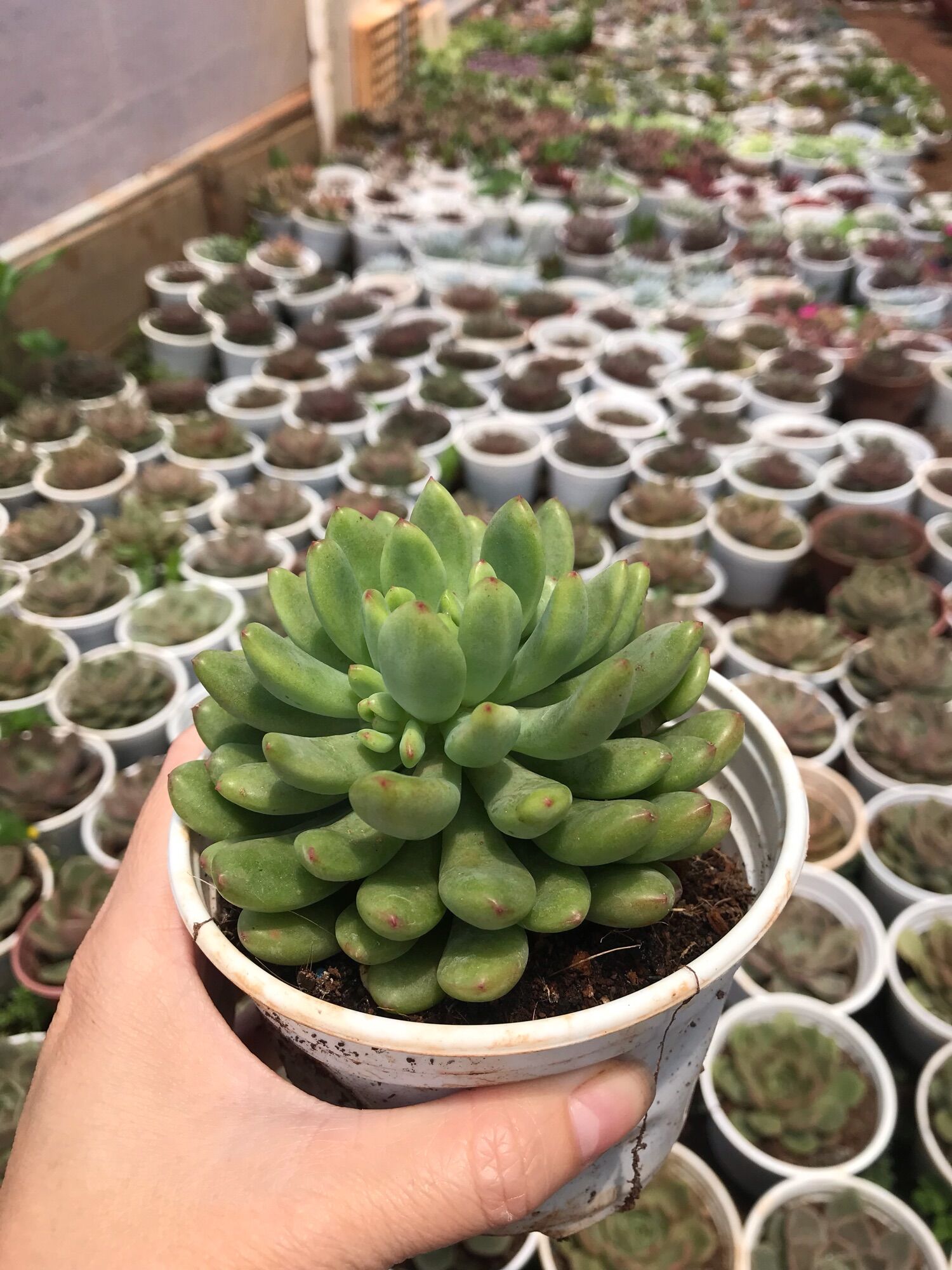 Sen đá thược dược xanh cute size trung