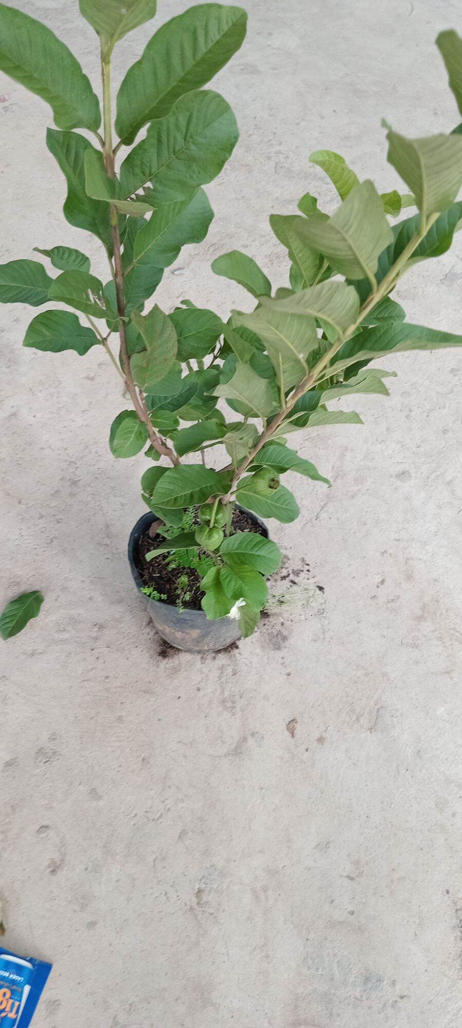 Cây ổi nữ hoàng cây cao to 80cm