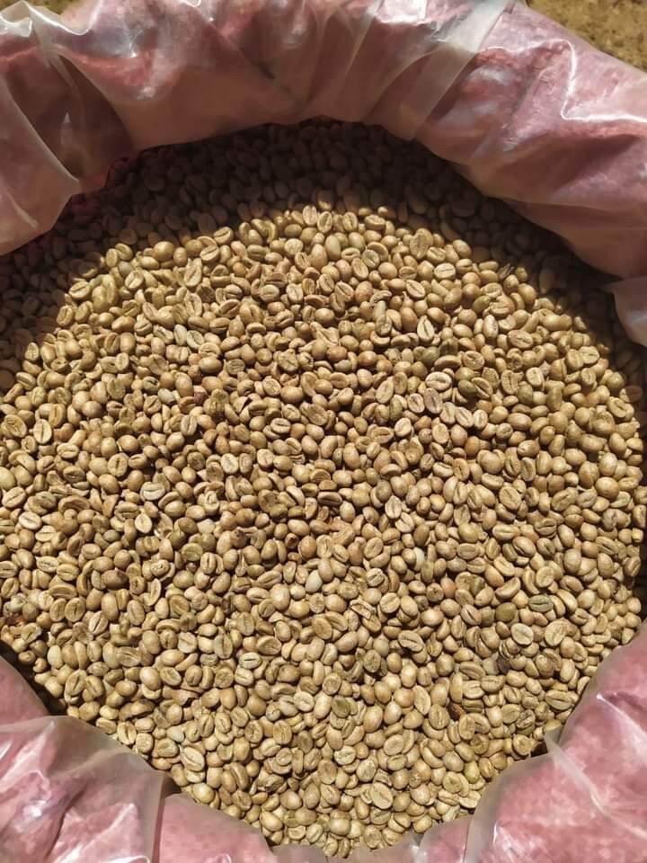 Cafe Robusta nhân sống BAN MÊ THUỘT 1kg