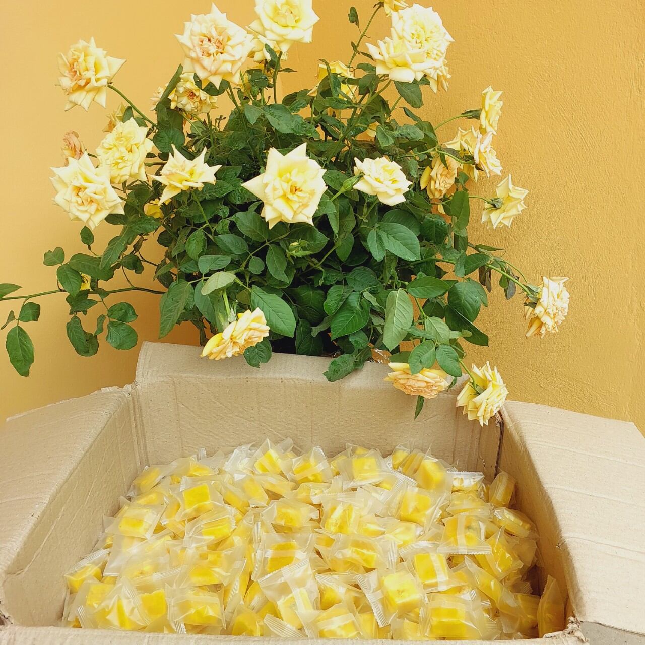 1kg trà hoa cúc đường phèn cao cấp