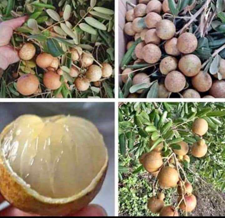 1 kg nhãn xuồng cơm vàng / nhãn da bò thái