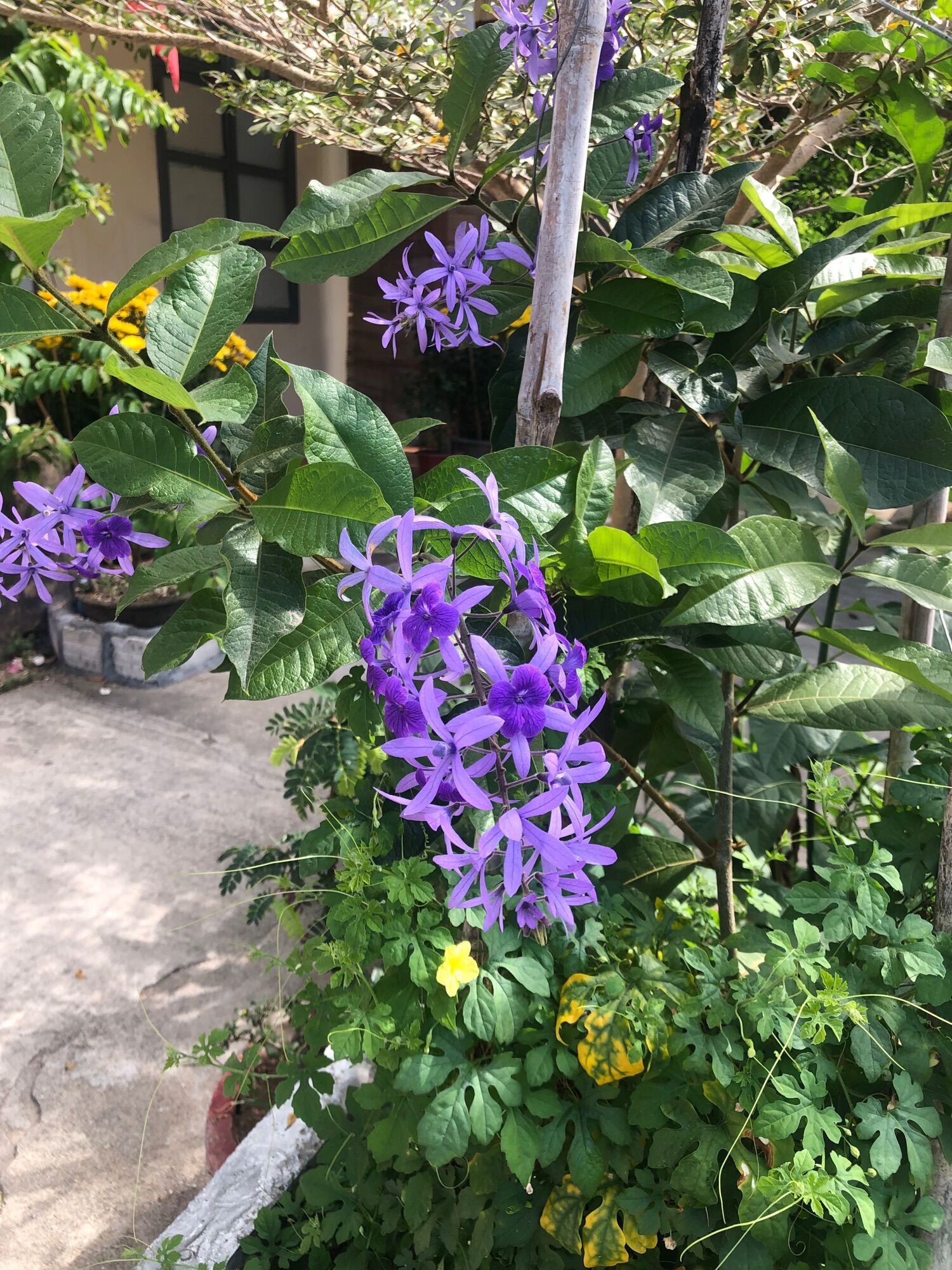 Cây giống hoa mai thái  xanh