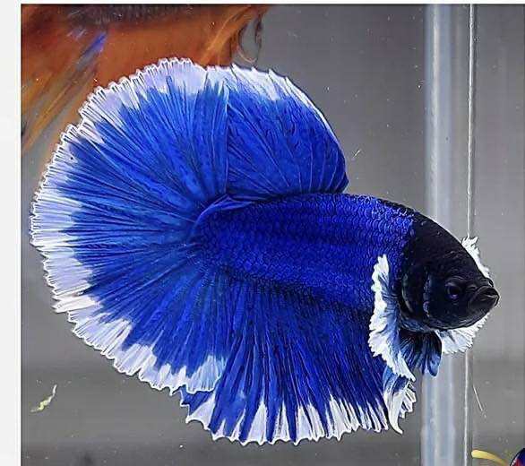 Betta Dumbo Blue Halfmoon - Tay bơi to - Hàng cao cấp - trang trí hồ cá