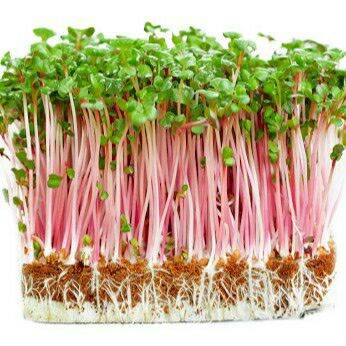 1kg hạt giống rau mầm củ cải đỏ