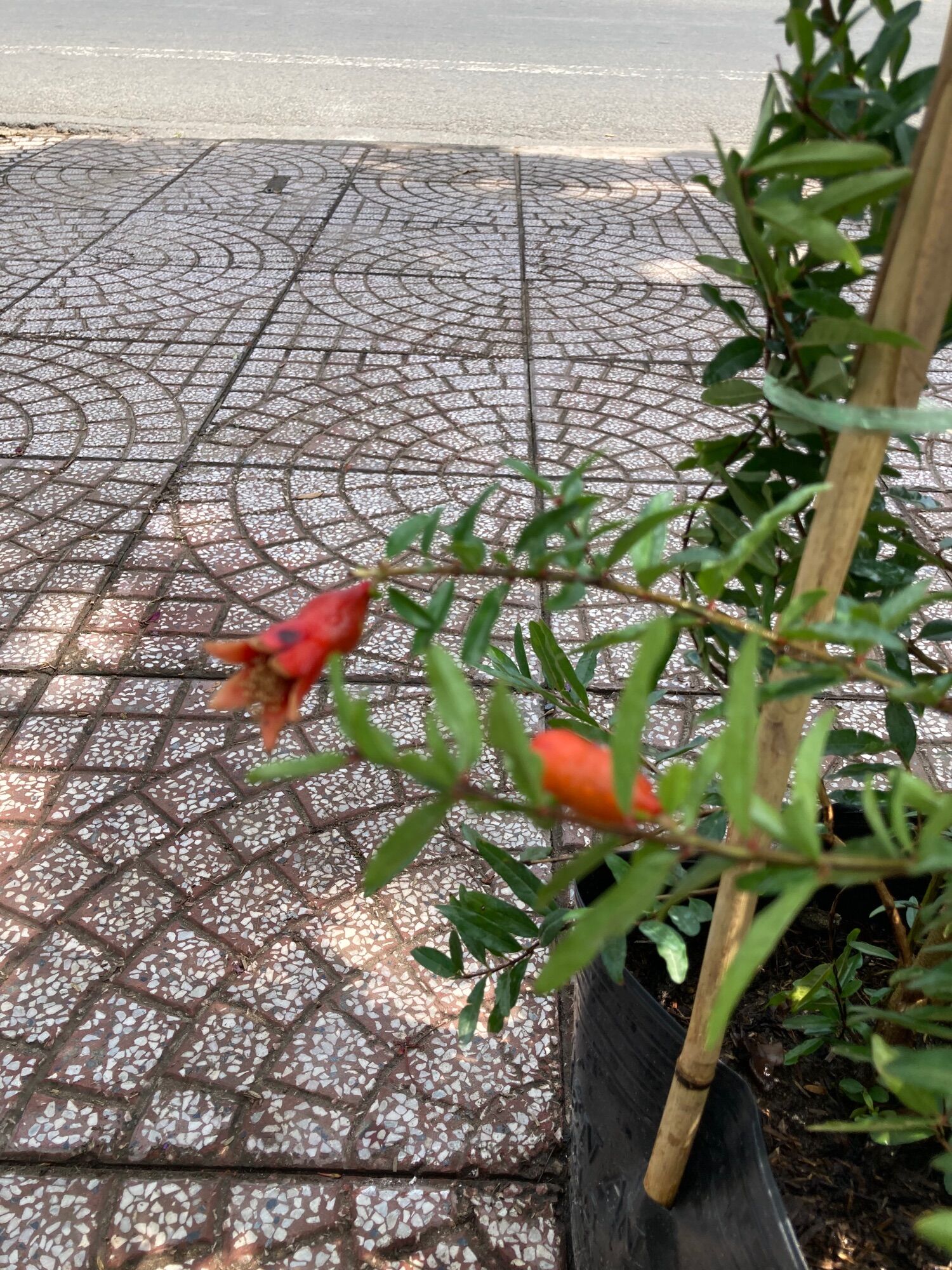 Lựu đỏ Ấn Độ - ruột đỏ- ăn trái