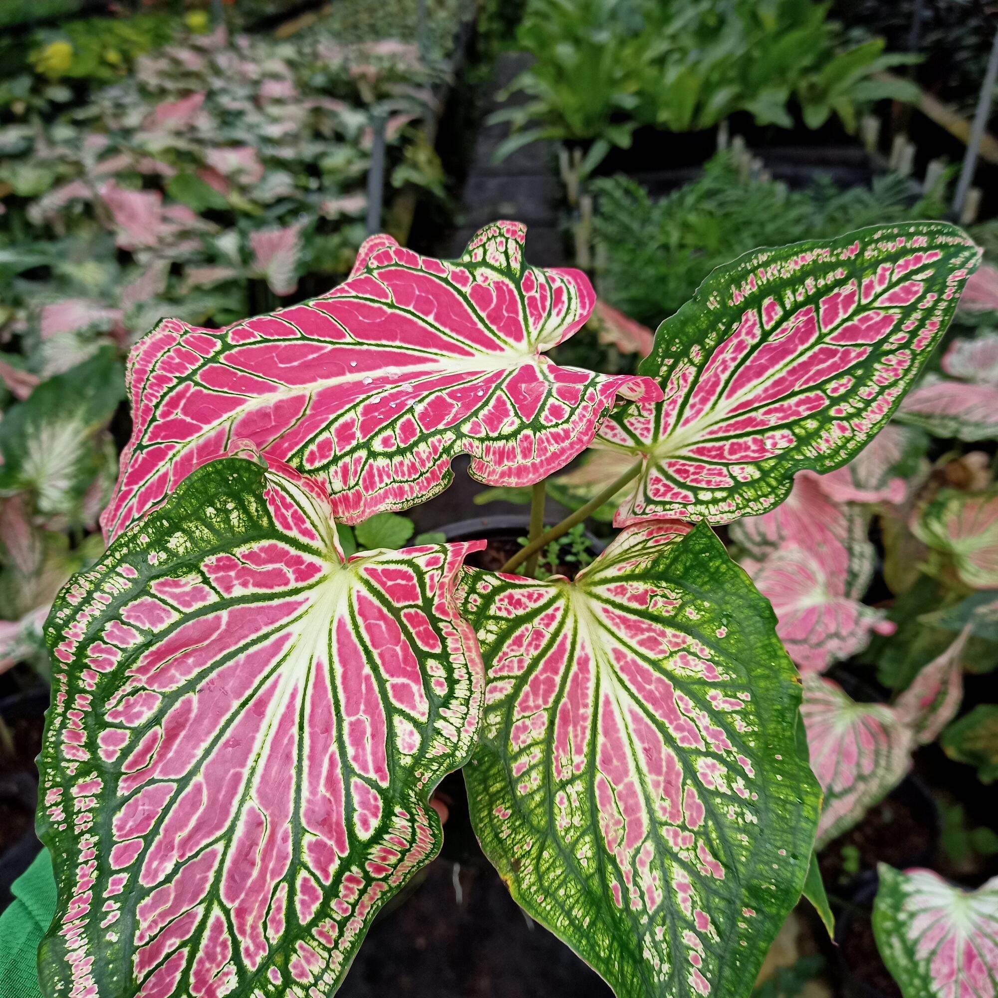 Chậu cây môn thiên nga, thai beauty caladium