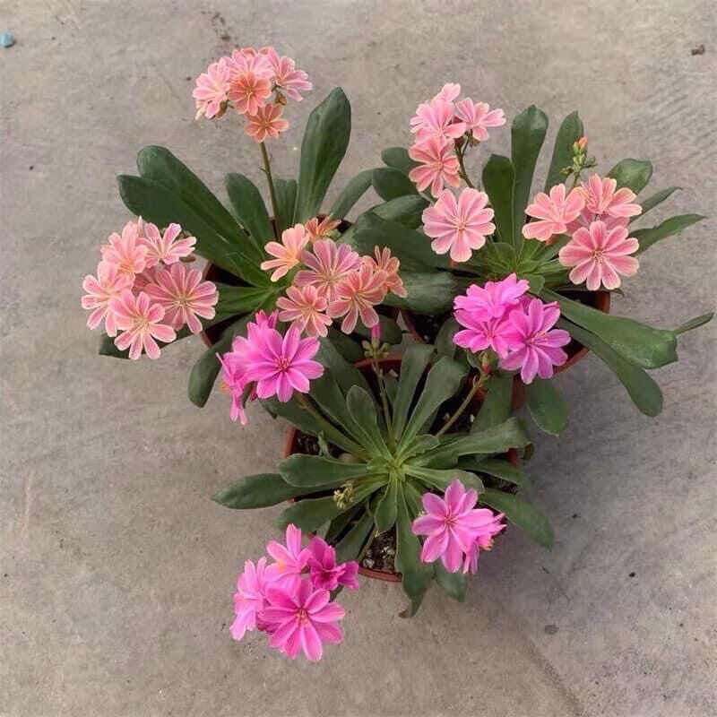 Củ hoa lộ vy sỉ 4k(set 5 củ)