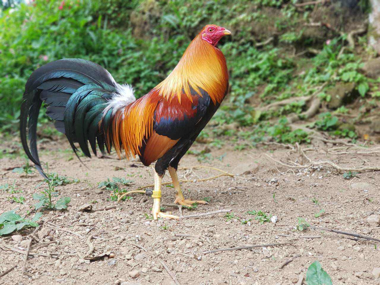 GÀ TRE MỸ RẶC ,10 TRỨNG GÀ TRE MỸ ẤP NỞ CON GIỐNG .TRẠI GÀ TRE MỸ THÀNH ĐÔNG LONG AN.