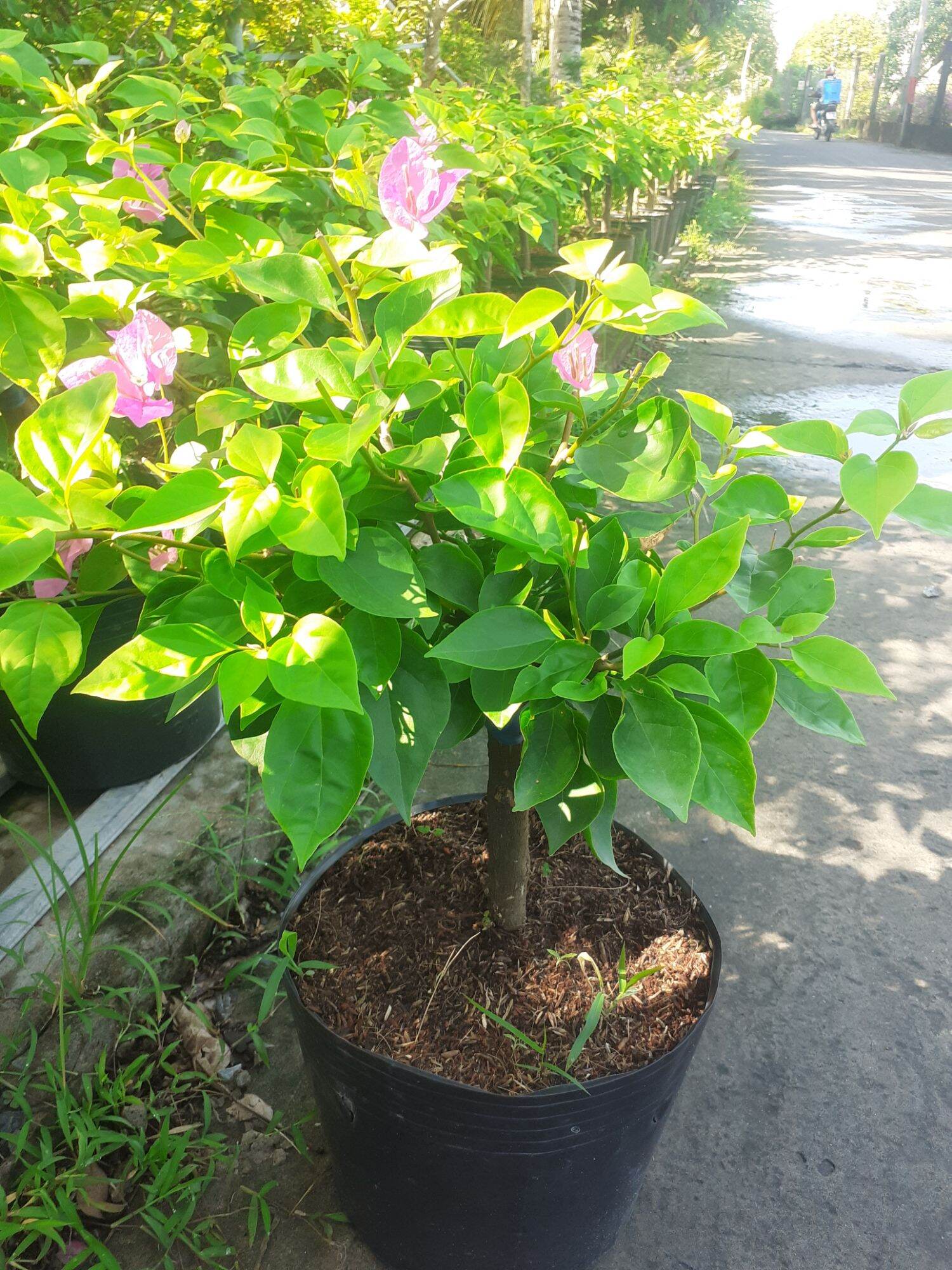 Cây hoa giấy Hồng Gân