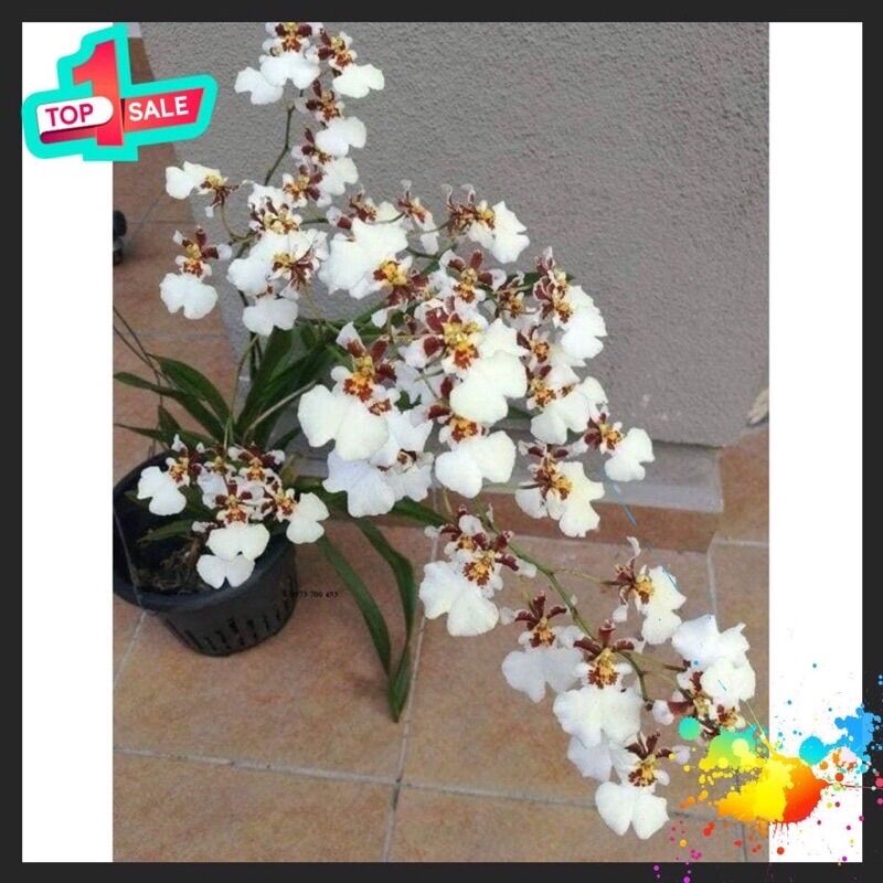 Hoa Lan Vũ Nữ (combo 5 cây)