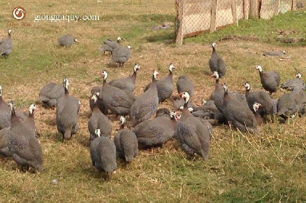 10 Trứng Gà sao ăn bổ