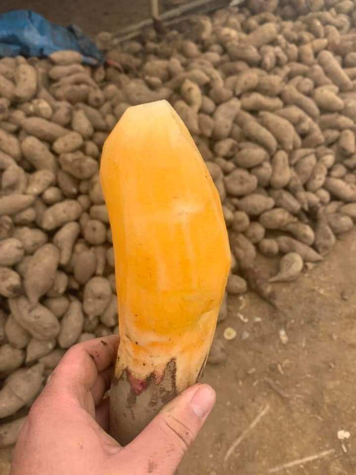 1kg khoai sâm đất ngon ngọt