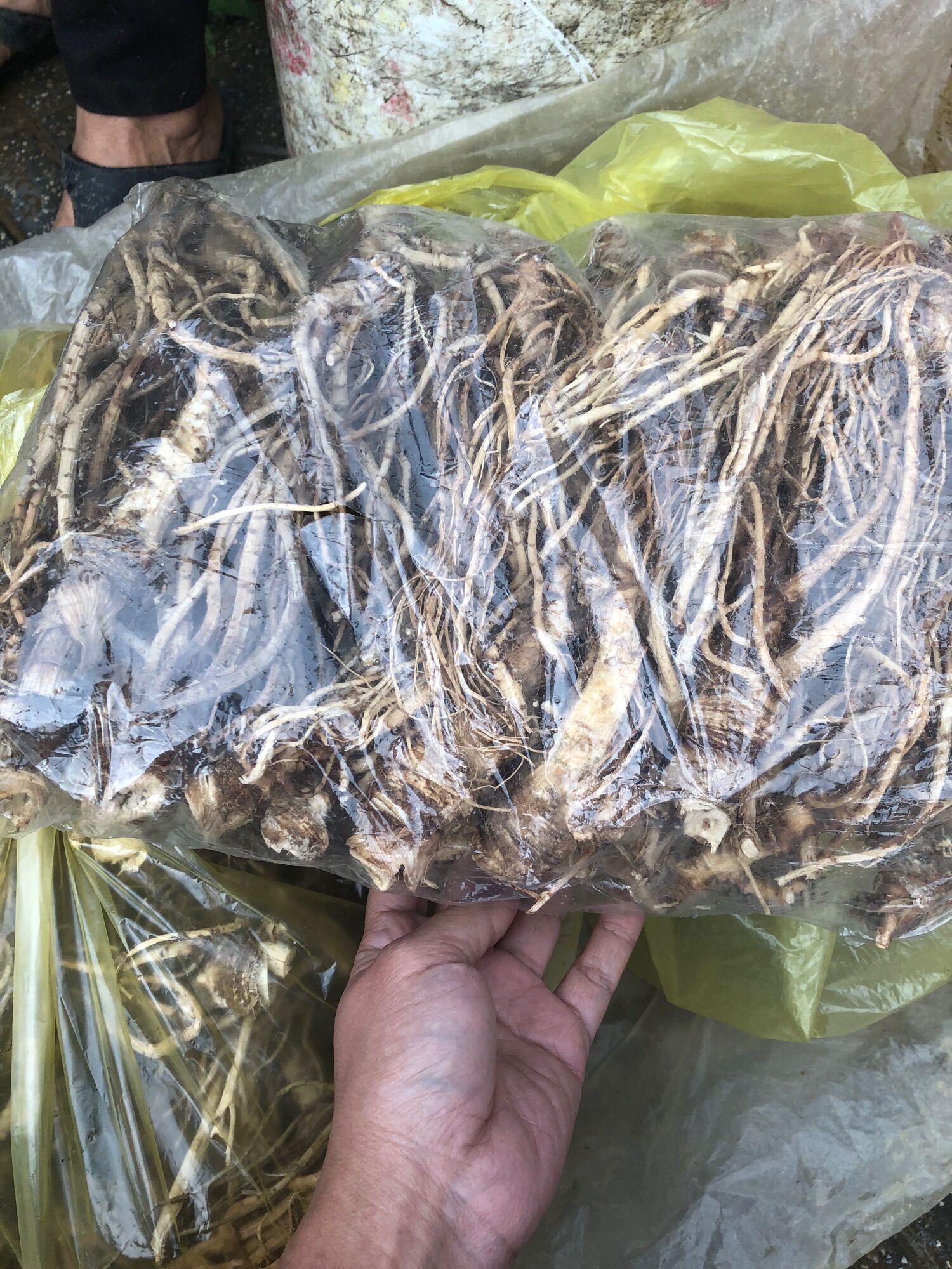 Sâm đương quy khô 165k/kg