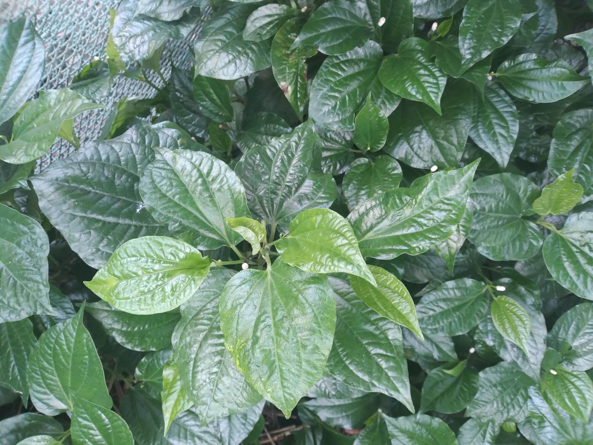LÁ LỐT TƯƠI 100 GRAM