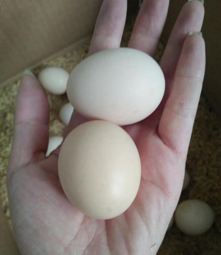 10 Trứng gà ta SẠCH đảm bảo chất lượng do nhà nuôi
