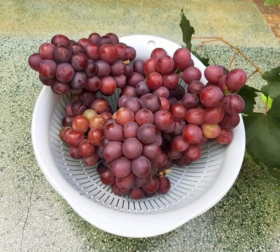 Nho đỏ Ninh thuận( có hướng dẫn kèm theo)