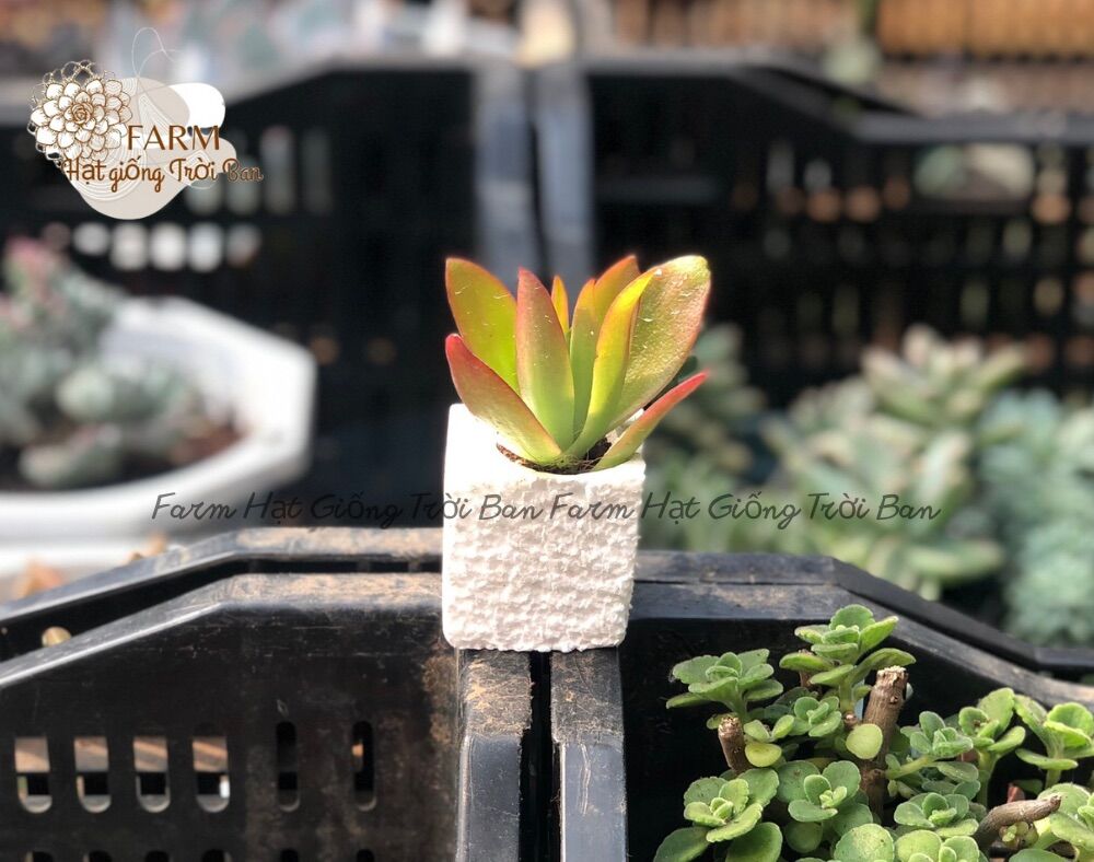 Sen đá tứ phương 🔥 size mini 🔥 đã thuần khí hậu 🔥 xuất vườn đà lạt