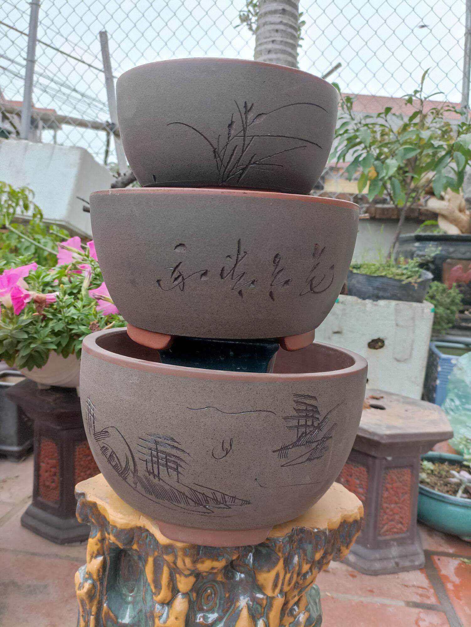 bộ 3 chậu Tàu bonsai