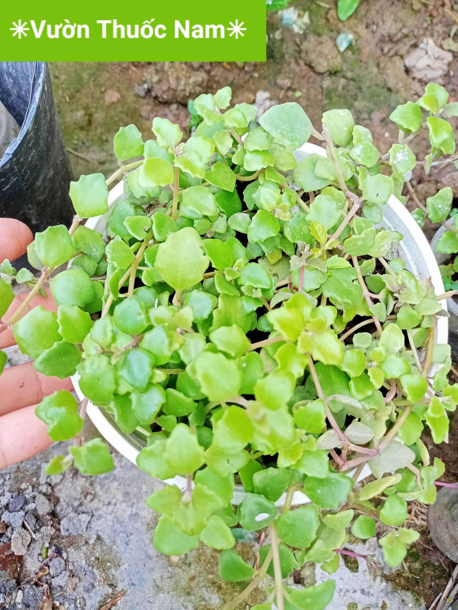 1 Chậu cây giống vảy rồng làm cảnh