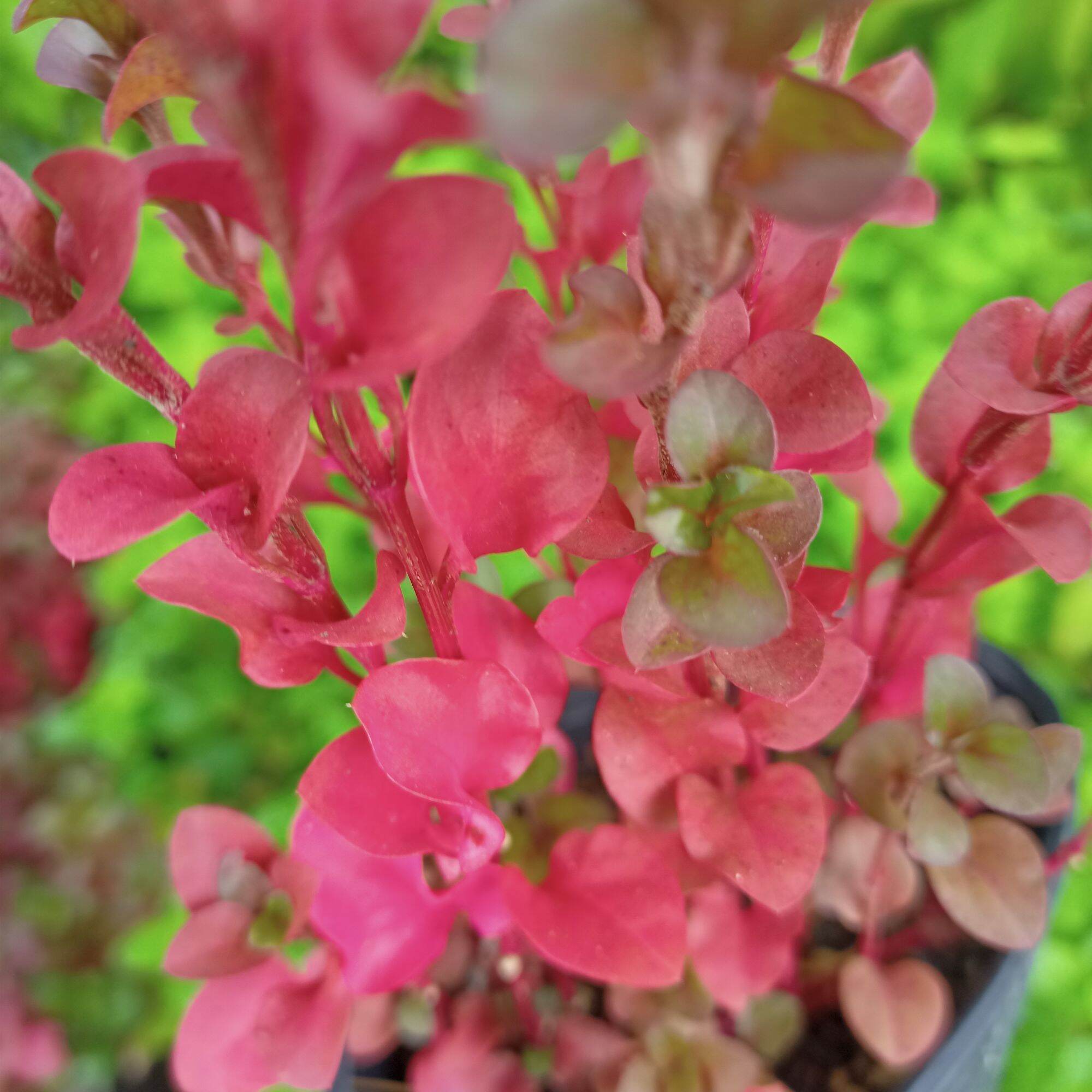 Chậu cây giống rau dền Nhật - cải Xoong Nhât- giống rau bổ dưỡng cực dễ trồng