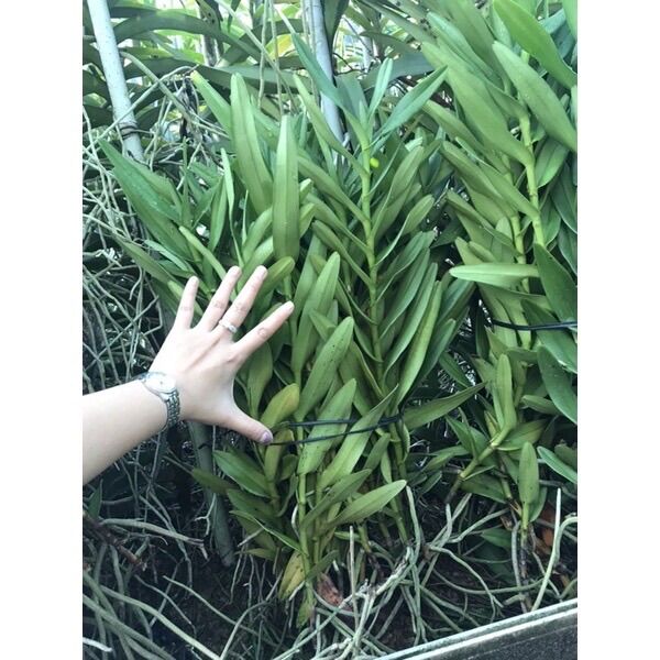 Lan Mokara Bò Cạp Vàng Siêng Hoa