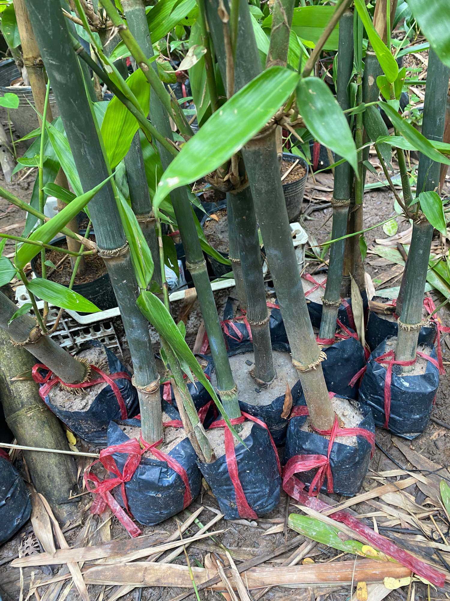 Cây Tre Tứ Quý cây giống