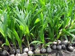 Cây giống dừa dứa siêu trái