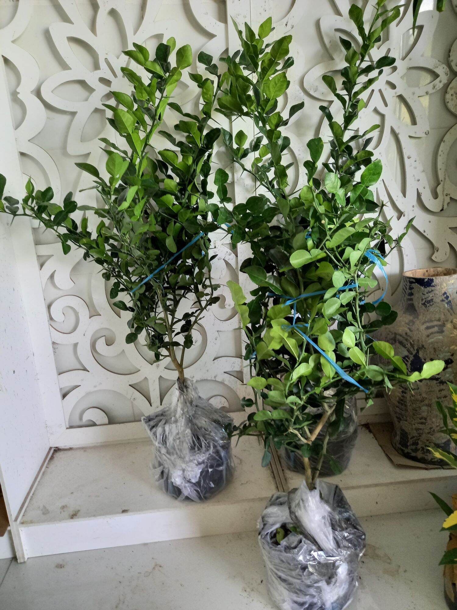 cây chúc hấp gà,tôm,cua.