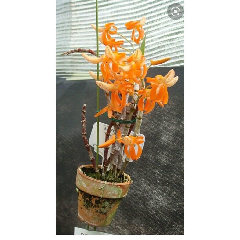 Hoa Lan Đơn Cam Sỉ 10k 1 bó hình cuối