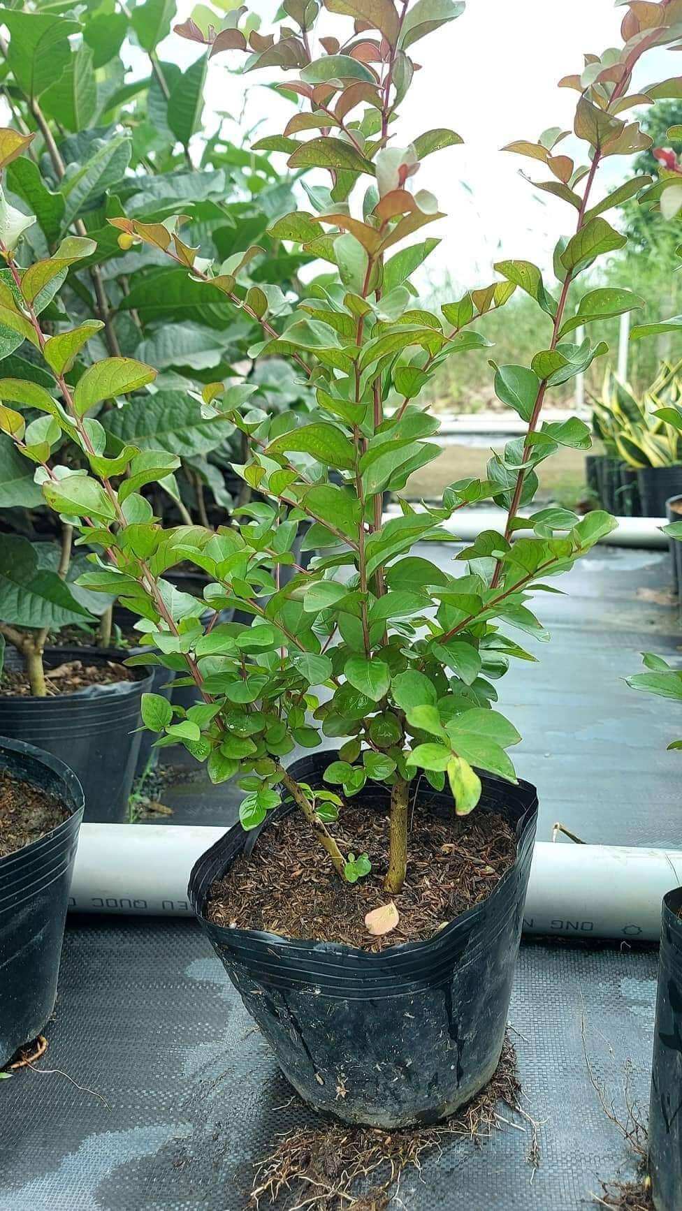 Cây Tường vi Hoa đỏ lá xanh