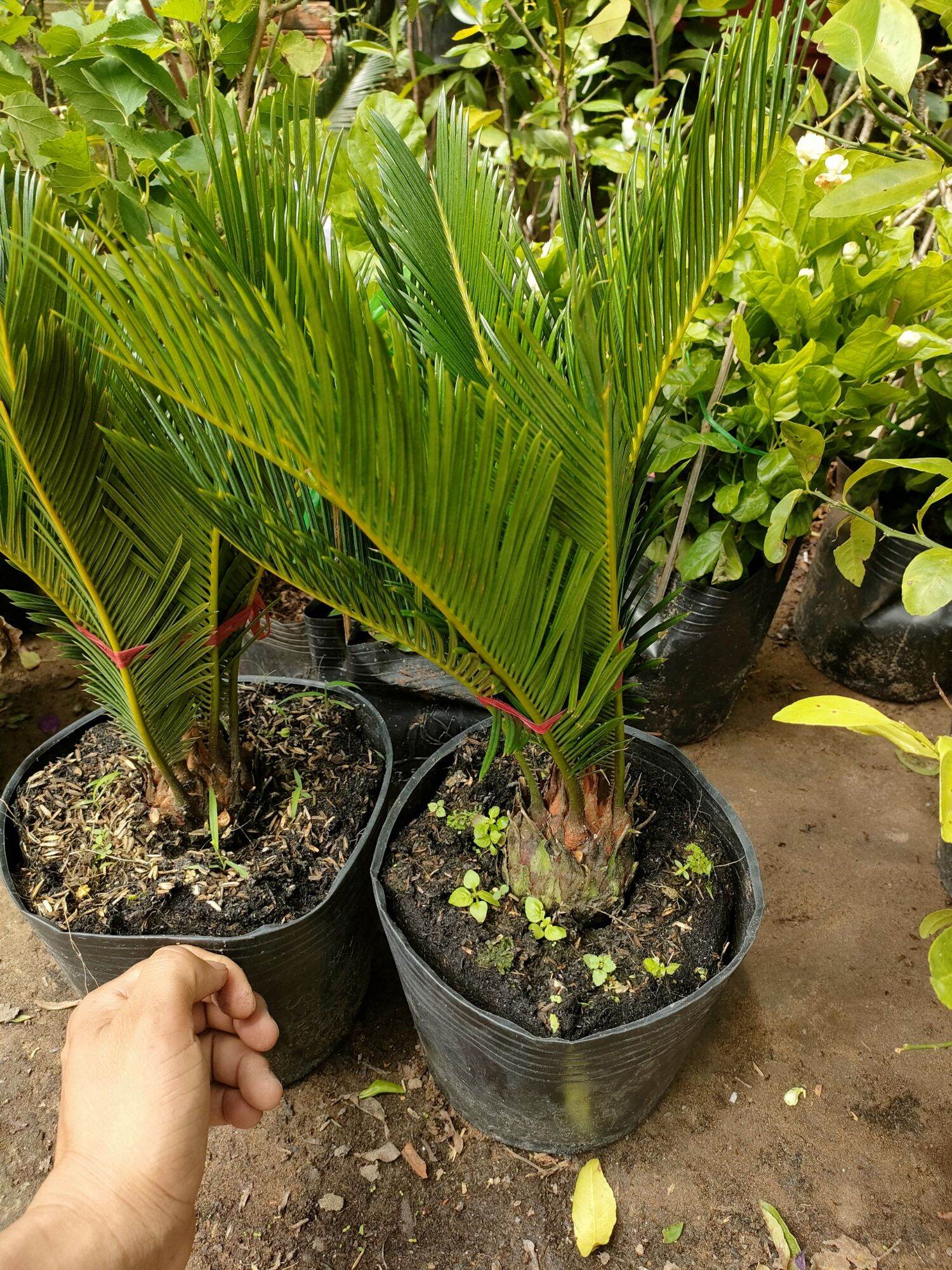 Cây vạn tuế
