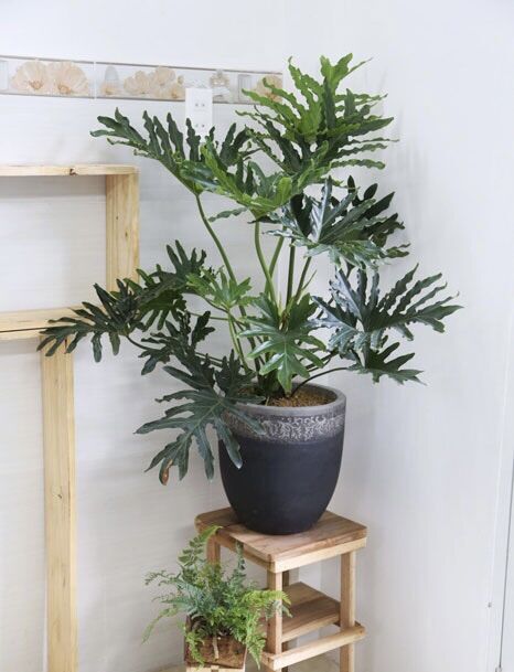 Cây trầu bà thanh Xuân lớn