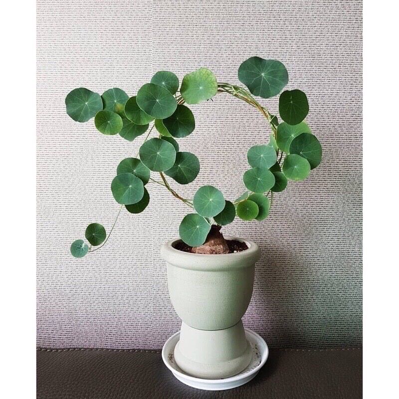 Củ Bình Vôi Thái