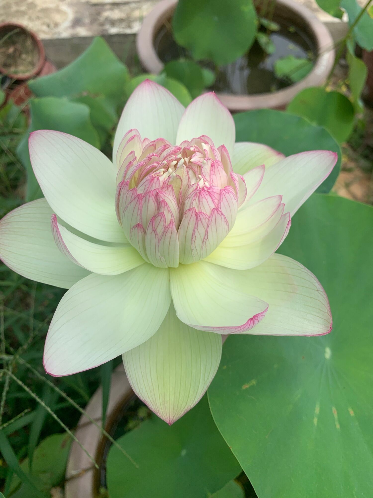 Trồng sen thái New brocad bằng củ, ngó siêu dễ