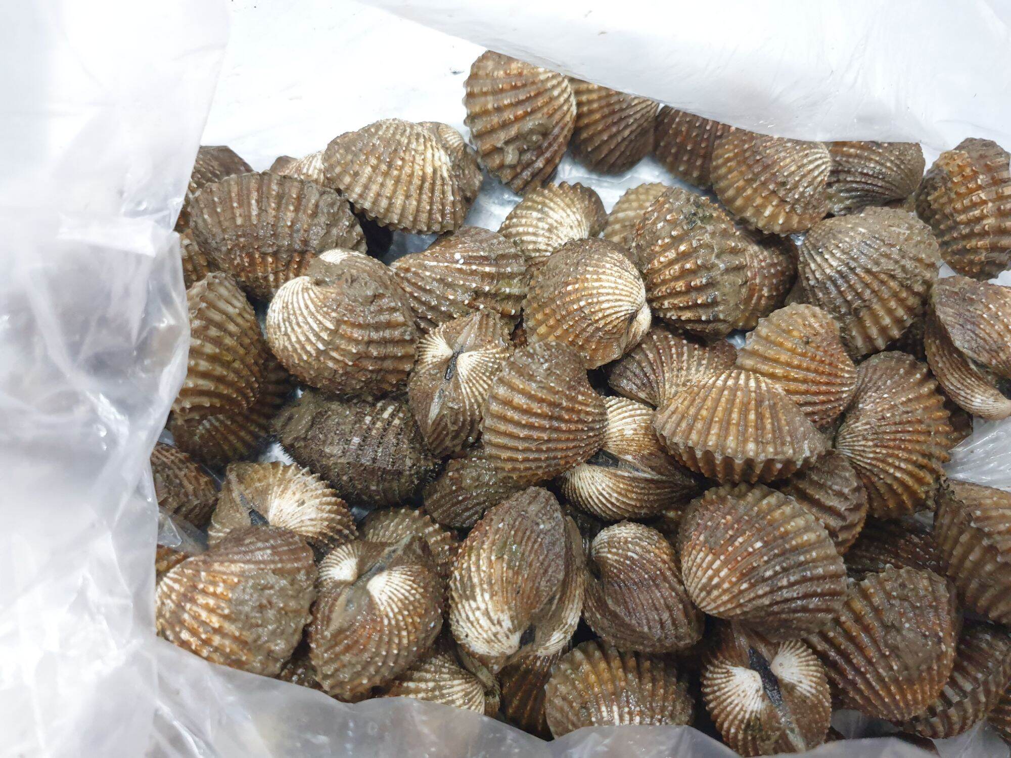 sò huyết H&LFOOD