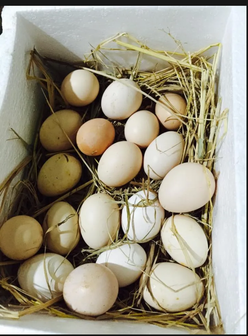 5 Hatched American Bamboo Chicken Eggs.
