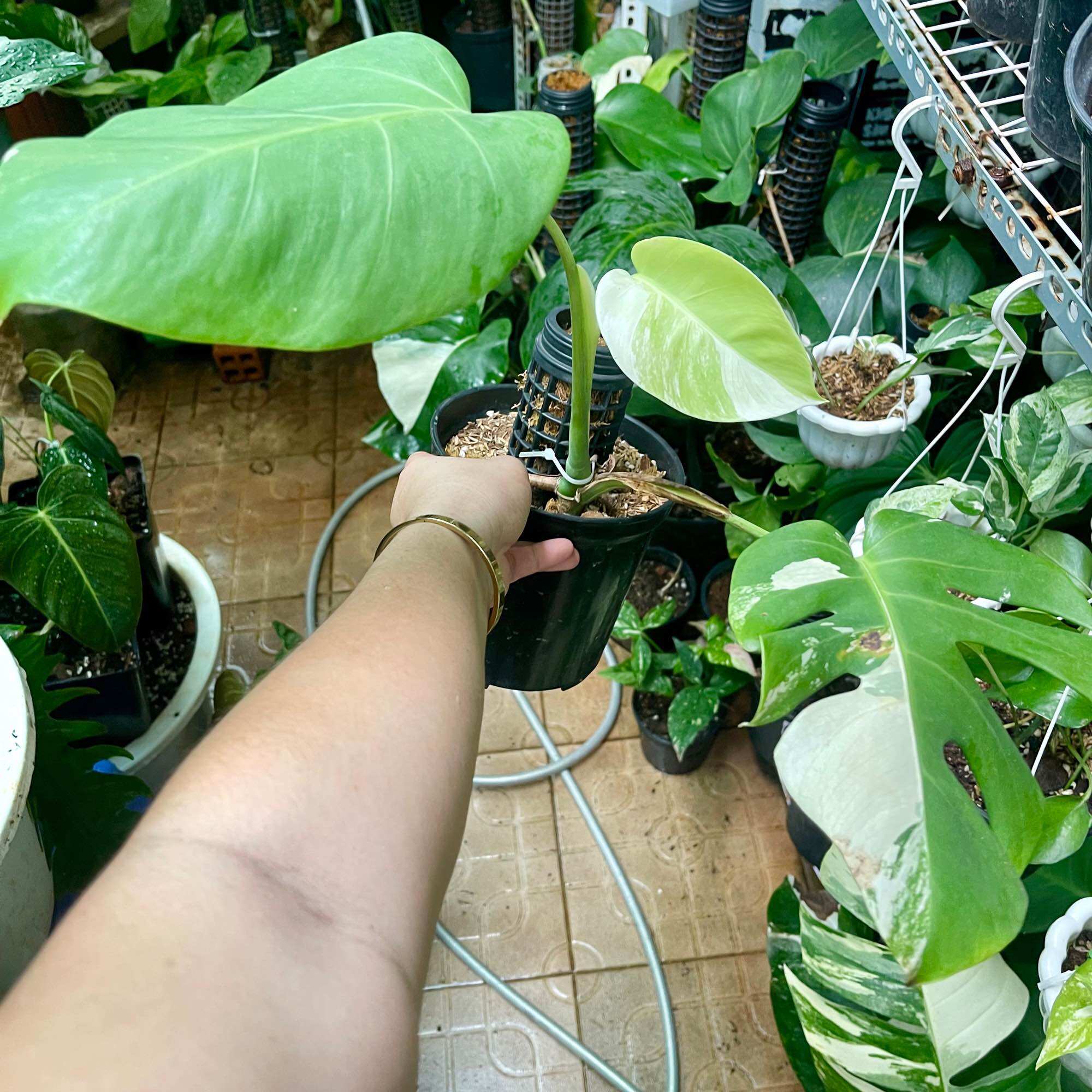 Trầu bà lá xẻ monstera abbo