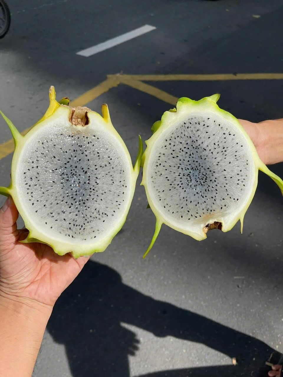 Hom cây giống Thanh Long vàng Thái Lan (Ruột tổ yến)