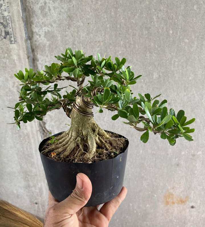 Linh sam siêu bông bon sai lùn lực