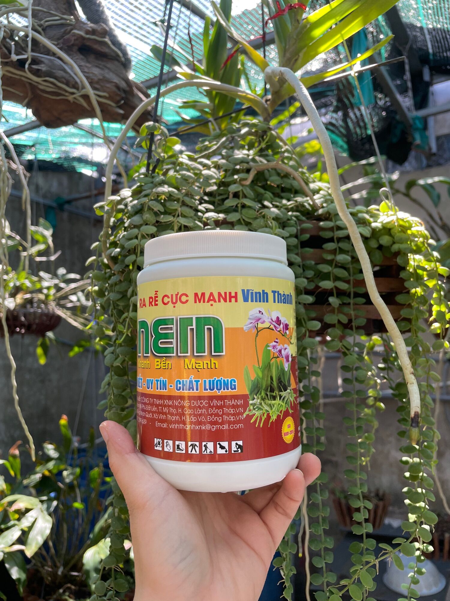 Ra rễ cực mạnh n3m _ hủ 500gr