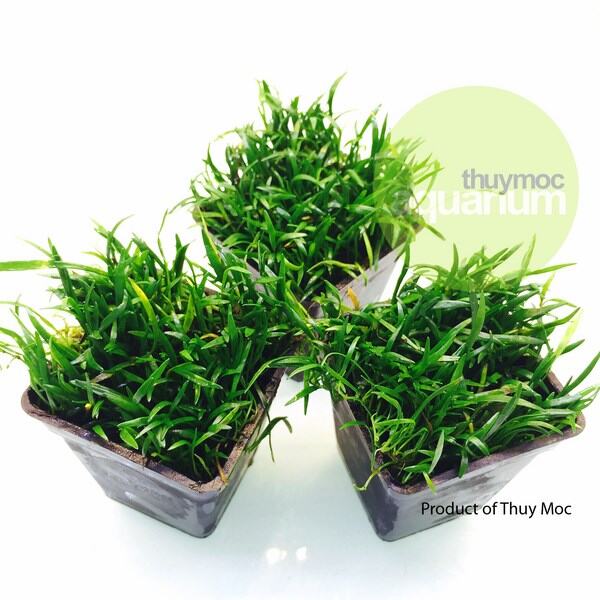 [1 Chậu] Cỏ lưỡi rắn, cây thủy sinh khỏe không cần CO2