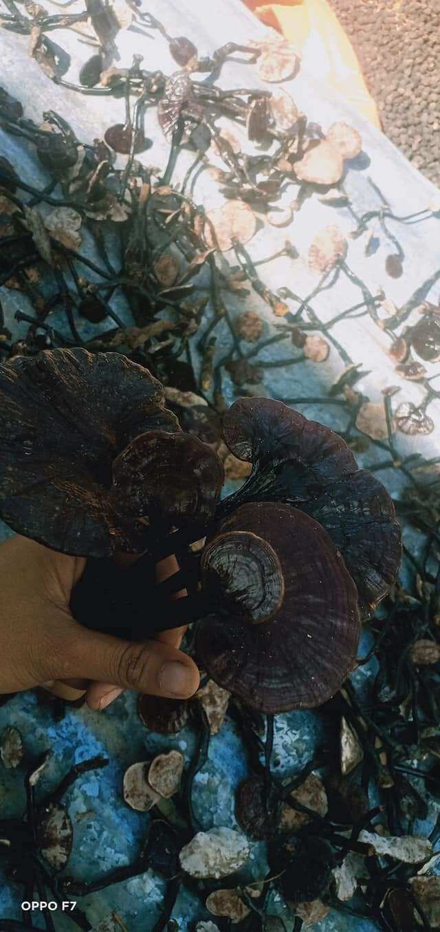 Nấm linh chi cổ cò rừng tai to 100g