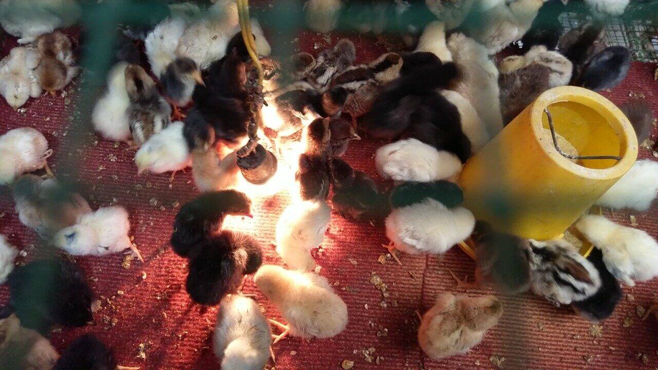10 Trứng GÀ CHỌI ẤP NỞ. BAO ẤP NỞ