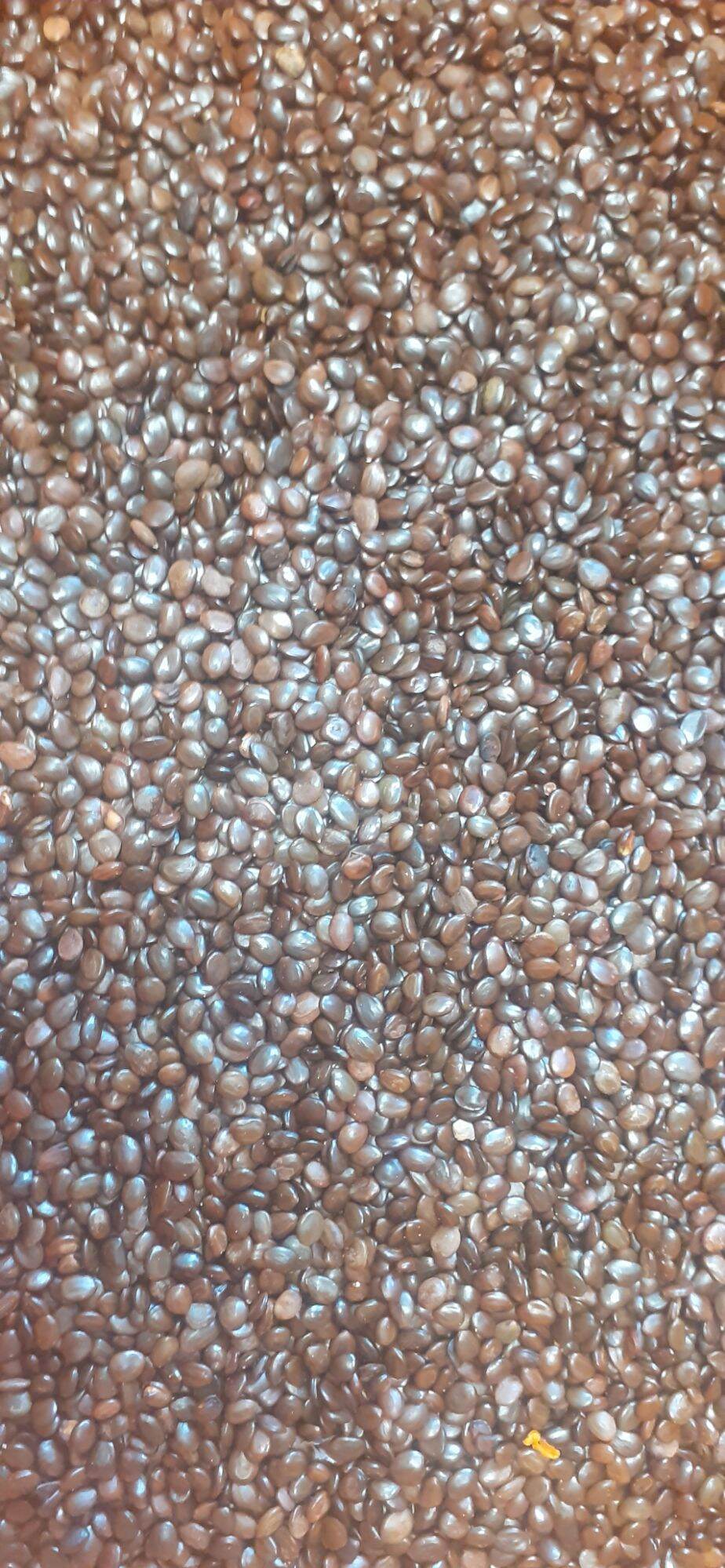 500 gram hạt keo lá tràm