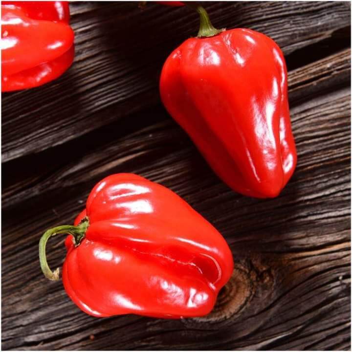 HẠT ỚT SIÊU CAY RED HABANERO gói 5 hạt