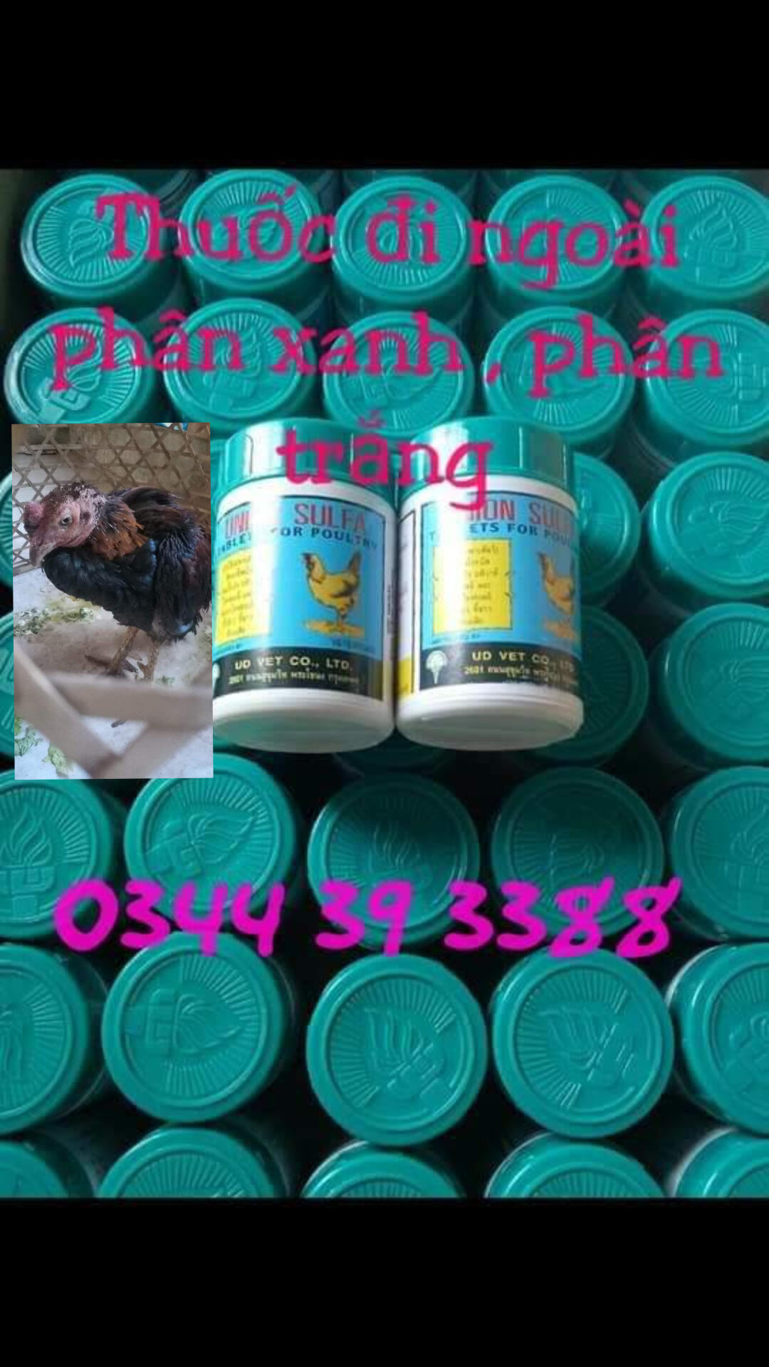 T huốc cho gà đi phân xanh phân trắng