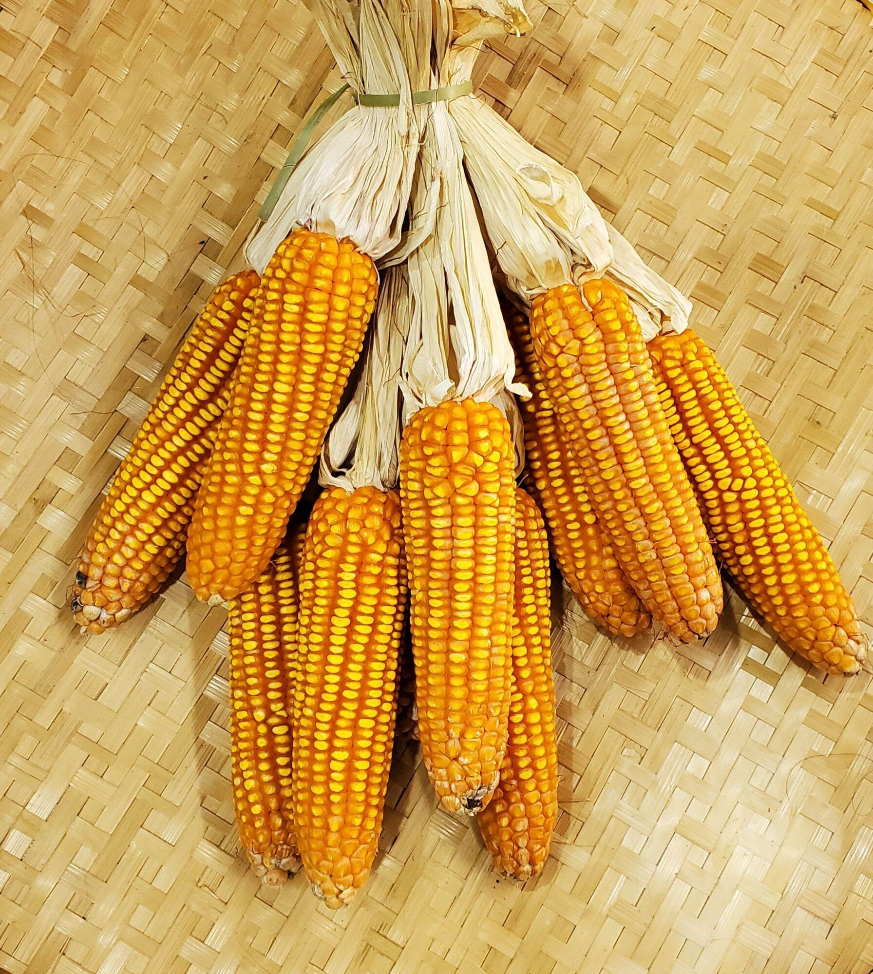 Trái bắp trang trí nhà cửa, decor studio, trang trí noel