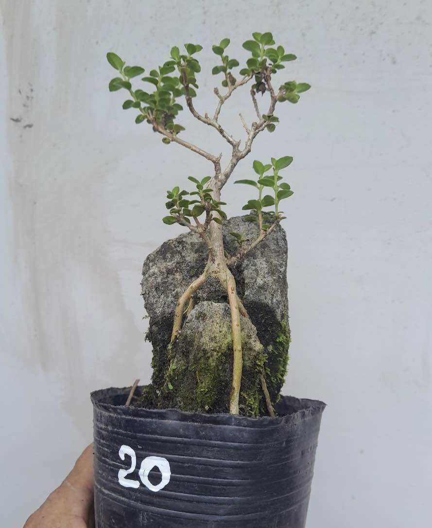 Sam hương ôm đá bonsai mini