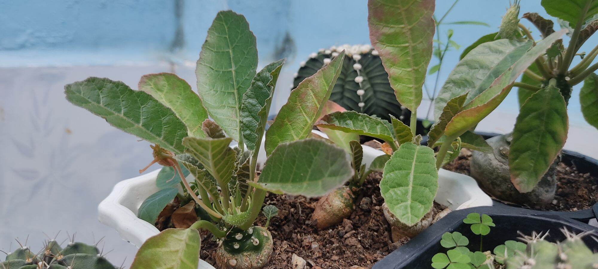Cây hoa mặt trời - Dorstenia