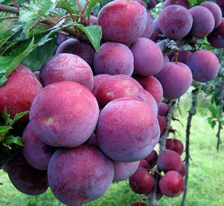 cây giống Mận Hậu